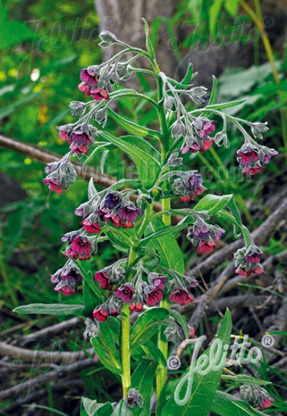 gca709 psojazyk lekársky